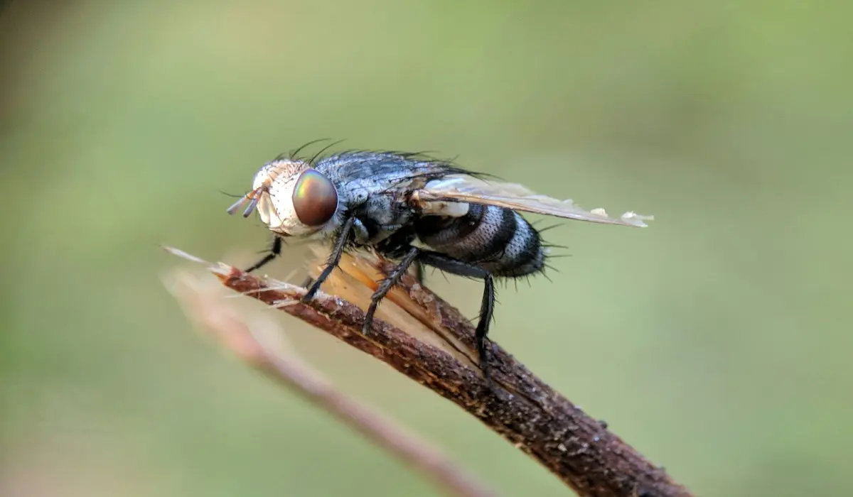 Flies sitting on a branch